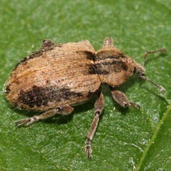 Hypera plantaginis